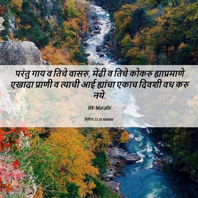 Picture 06 - लेवीय 22:28 MARIRV - परंतु गाय व तिचे - Bible Verse Picture