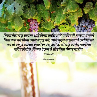 Picture 06 - लेवीय 27:33 MARIRV - निवडलेला पशू - Bible Verse Picture