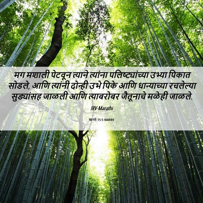 Picture 06 - शास्ते 15:5 MARIRV - मग मशाली पेटवून - Bible Verse Picture