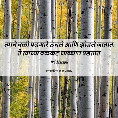 Picture 06 - स्तोत्रसंहिता 10:10 MARIRV - त्याचे बळी पडणारे - Bible Verse Picture