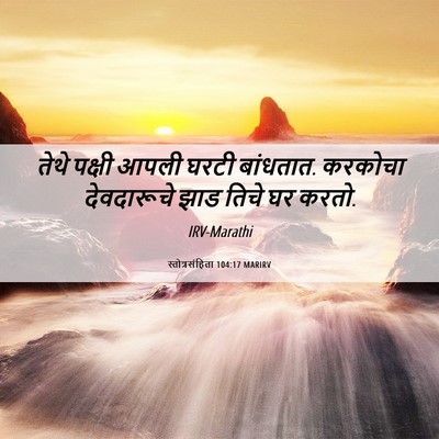 Picture 06 - स्तोत्रसंहिता 104:17 MARIRV - तेथे पक्षी आपली - Bible Verse Picture