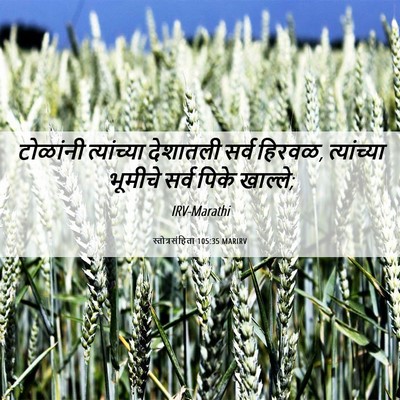Picture 06 - स्तोत्रसंहिता 105:35 MARIRV - टोळांनी त्यांच्या - Bible Verse Picture