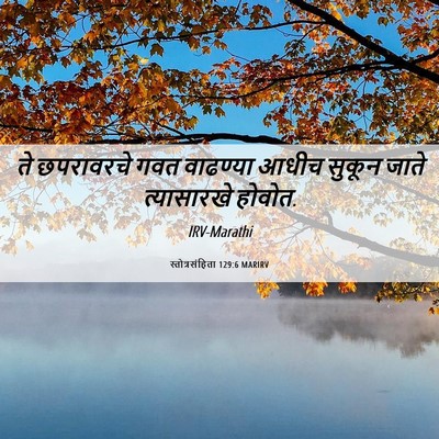 Picture 06 - स्तोत्रसंहिता 129:6 MARIRV - ते छपरावरचे गवत - Bible Verse Picture