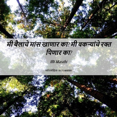 Picture 06 - स्तोत्रसंहिता 50:13 MARIRV - मी बैलाचे मांस - Bible Verse Picture