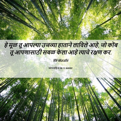 Picture 06 - स्तोत्रसंहिता 80:15 MARIRV - हे मूळ तू आपल्या - Bible Verse Picture