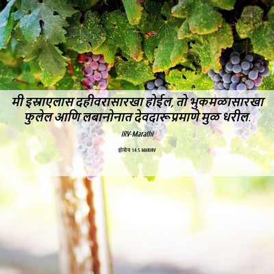 Picture 06 - होशेय 14:5 MARIRV - मी इस्राएलास - Bible Verse Picture