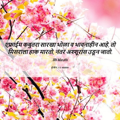 Picture 06 - होशेय 7:11 MARIRV - एफ्राईम कबुतरा - Bible Verse Picture