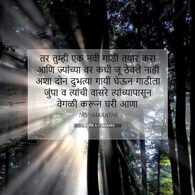 Picture 07 - 1 शमुवेल 6:7 MARIRV - तर तुम्ही एक नवी - Bible Verse Picture