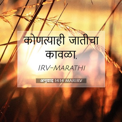 Picture 07 - अनुवाद 14:14 MARIRV - कोणत्याही जातीचा - Bible Verse Picture