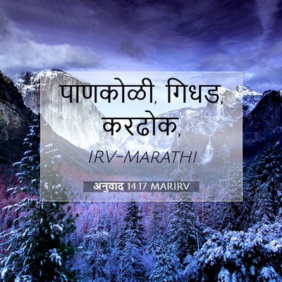 Picture 07 - अनुवाद 14:17 MARIRV - पाणकोळी, गिधड, - Bible Verse Picture