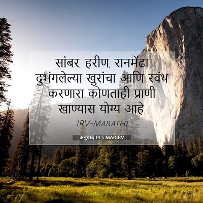 Picture 07 - अनुवाद 14:5 MARIRV - सांबर, हरीण, - Bible Verse Picture
