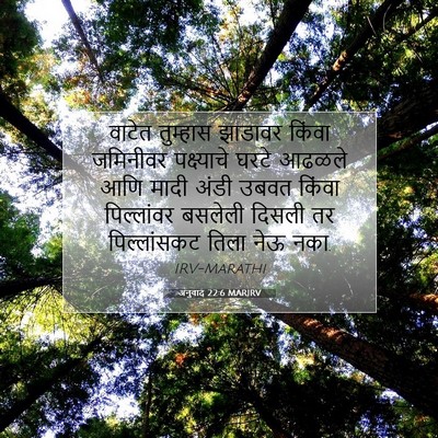 Picture 07 - अनुवाद 22:6 MARIRV - वाटेत तुम्हास - Bible Verse Picture