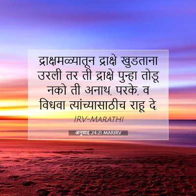 Picture 07 - अनुवाद 24:21 MARIRV - द्राक्षमळ्यातून - Bible Verse Picture