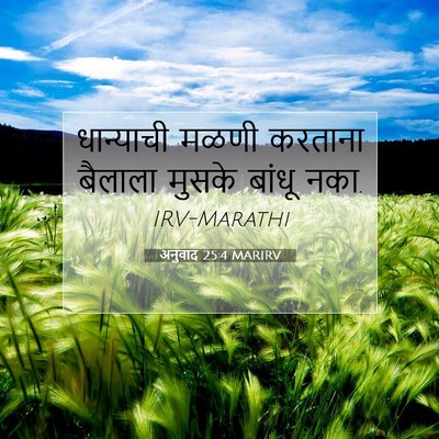 Picture 07 - अनुवाद 25:4 MARIRV - धान्याची मळणी - Bible Verse Picture