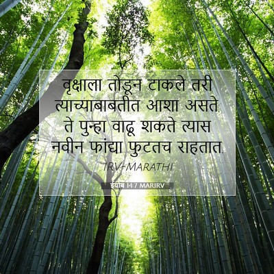 Picture 07 - ईयोब 14:7 MARIRV - वृक्षाला तोडून - Bible Verse Picture
