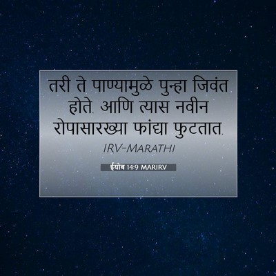 Picture 07 - ईयोब 14:9 MARIRV - तरी ते पाण्यामुळे - Bible Verse Picture