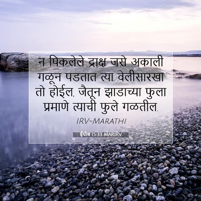 Picture 07 - ईयोब 15:33 MARIRV - न पिकलेले द्राक्ष - Bible Verse Picture