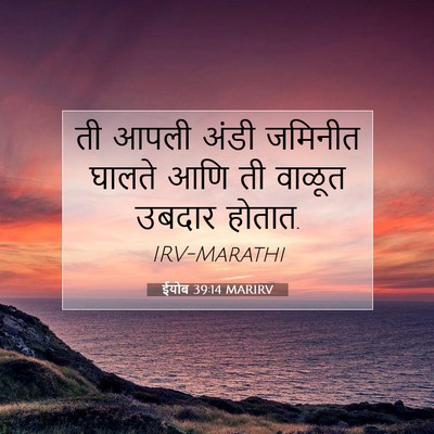 Picture 07 - ईयोब 39:14 MARIRV - ती आपली अंडी - Bible Verse Picture