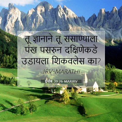 Picture 07 - ईयोब 39:26 MARIRV - तू ज्ञानाने तू - Bible Verse Picture