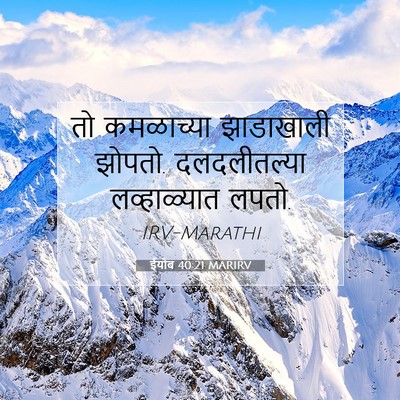 Picture 07 - ईयोब 40:21 MARIRV - तो कमळाच्या - Bible Verse Picture