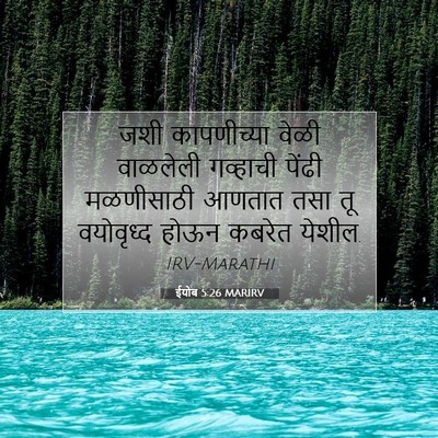 Picture 07 - ईयोब 5:26 MARIRV - जशी कापणीच्या - Bible Verse Picture