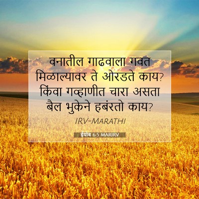 Picture 07 - ईयोब 6:5 MARIRV - वनातील गाढवाला - Bible Verse Picture