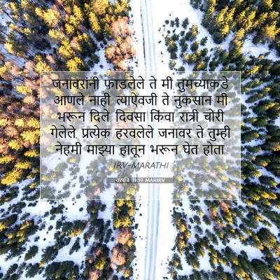 Picture 07 - उत्पत्ति 31:39 MARIRV - जनावरांनी फाडलेले - Bible Verse Picture