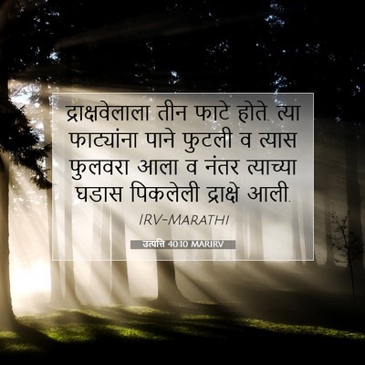 Picture 07 - उत्पत्ति 40:10 MARIRV - द्राक्षवेलाला तीन - Bible Verse Picture