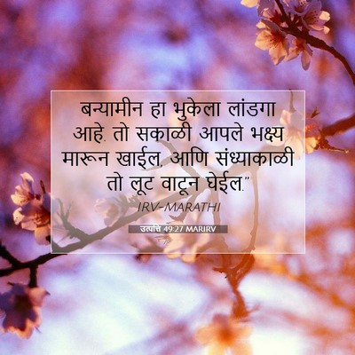 Picture 07 - उत्पत्ति 49:27 MARIRV - बन्यामीन हा - Bible Verse Picture