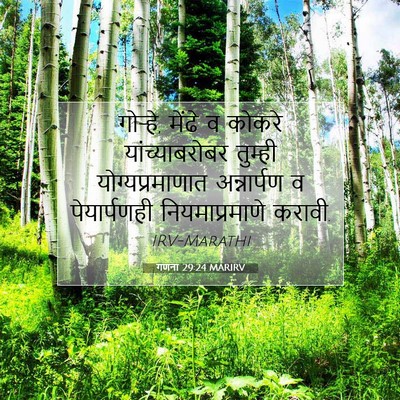 Picture 07 - गणना 29:24 MARIRV - गोऱ्हे, मेंढे व - Bible Verse Picture