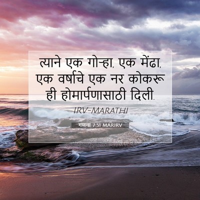 Picture 07 - गणना 7:51 MARIRV - त्याने एक गोऱ्हा, - Bible Verse Picture