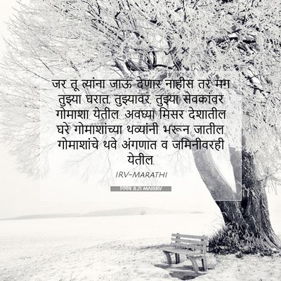 Picture 07 - निर्गम 8:21 MARIRV - जर तू त्यांना जाऊ - Bible Verse Picture