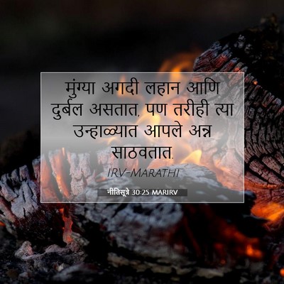 Picture 07 - नीतिसूत्रे 30:25 MARIRV - मुंग्या अगदी लहान - Bible Verse Picture