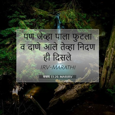 Picture 07 - मत्तय 13:26 MARIRV - पण जेव्हा पाला - Bible Verse Picture