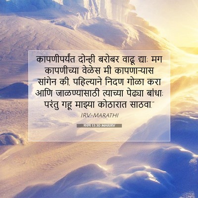Picture 07 - मत्तय 13:30 MARIRV - कापणीपर्यंत - Bible Verse Picture