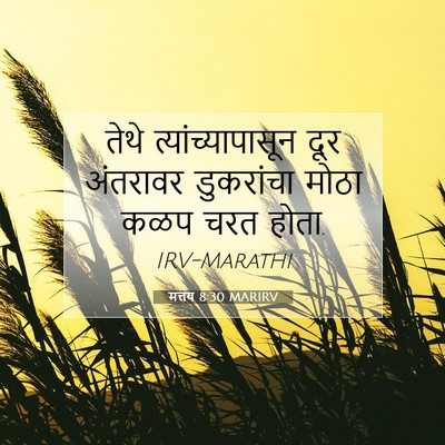 Picture 07 - मत्तय 8:30 MARIRV - तेथे - Bible Verse Picture