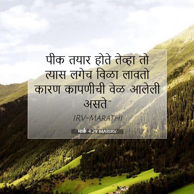 Picture 07 - मार्क 4:29 MARIRV - पीक तयार होते - Bible Verse Picture