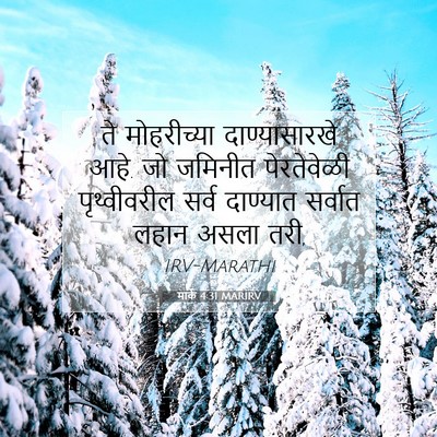 Picture 07 - मार्क 4:31 MARIRV - ते मोहरीच्या - Bible Verse Picture
