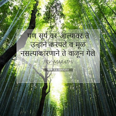 Picture 07 - मार्क 4:6 MARIRV - पण सूर्य वर - Bible Verse Picture