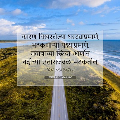Picture 07 - यशया 16:2 MARIRV - कारण विखरलेल्या - Bible Verse Picture