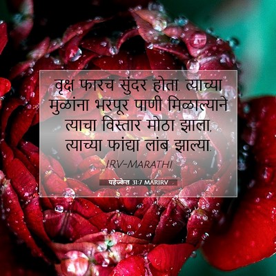 Picture 07 - यहेज्केल 31:7 MARIRV - वृक्ष फारच सुंदर - Bible Verse Picture