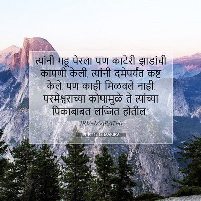 Picture 07 - यिर्मया 12:13 MARIRV - त्यांनी गहू पेरला - Bible Verse Picture