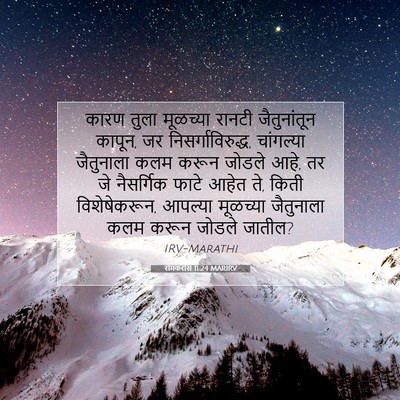 Picture 07 - रोमकरांस 11:24 MARIRV - कारण तुला मूळच्या - Bible Verse Picture