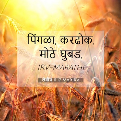 Picture 07 - लेवीय 11:17 MARIRV - पिंगळा, करढोक, मोठे - Bible Verse Picture