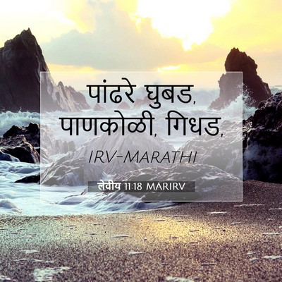 Picture 07 - लेवीय 11:18 MARIRV - पांढरे घुबड, - Bible Verse Picture