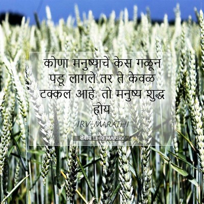 Picture 07 - लेवीय 13:40 MARIRV - कोणा मनुष्याचे - Bible Verse Picture