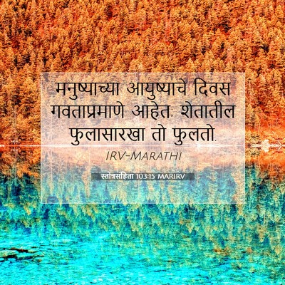 Picture 07 - स्तोत्रसंहिता 103:15 MARIRV - मनुष्याच्या - Bible Verse Picture