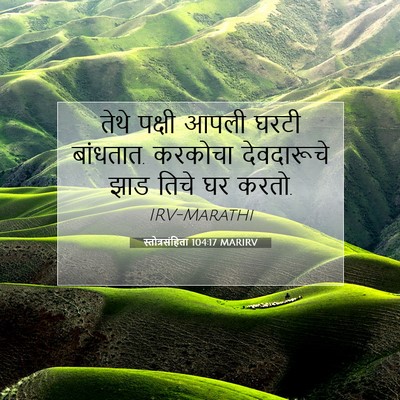 Picture 07 - स्तोत्रसंहिता 104:17 MARIRV - तेथे पक्षी आपली - Bible Verse Picture