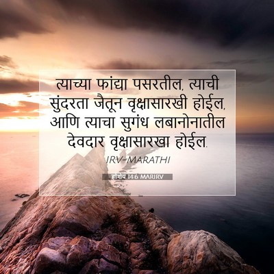 Picture 07 - होशेय 14:6 MARIRV - त्याच्या फांद्या - Bible Verse Picture