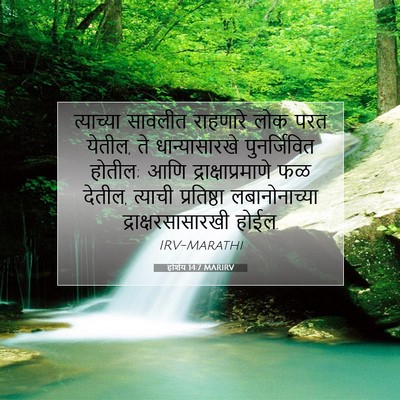 Picture 07 - होशेय 14:7 MARIRV - त्याच्या सावलीत - Bible Verse Picture